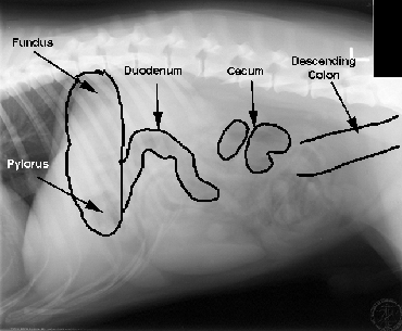 Radiology Normals