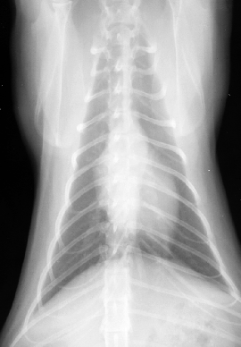 Radiology Normals